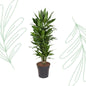 Dracaena Janet Lind vertakt - 110 cm - Forest Plants