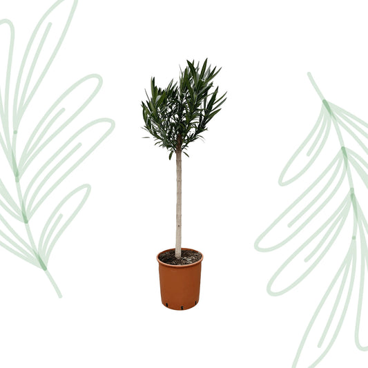 Nerium Oleander op stam met rode bloem - 170 cm - Forest Plants
