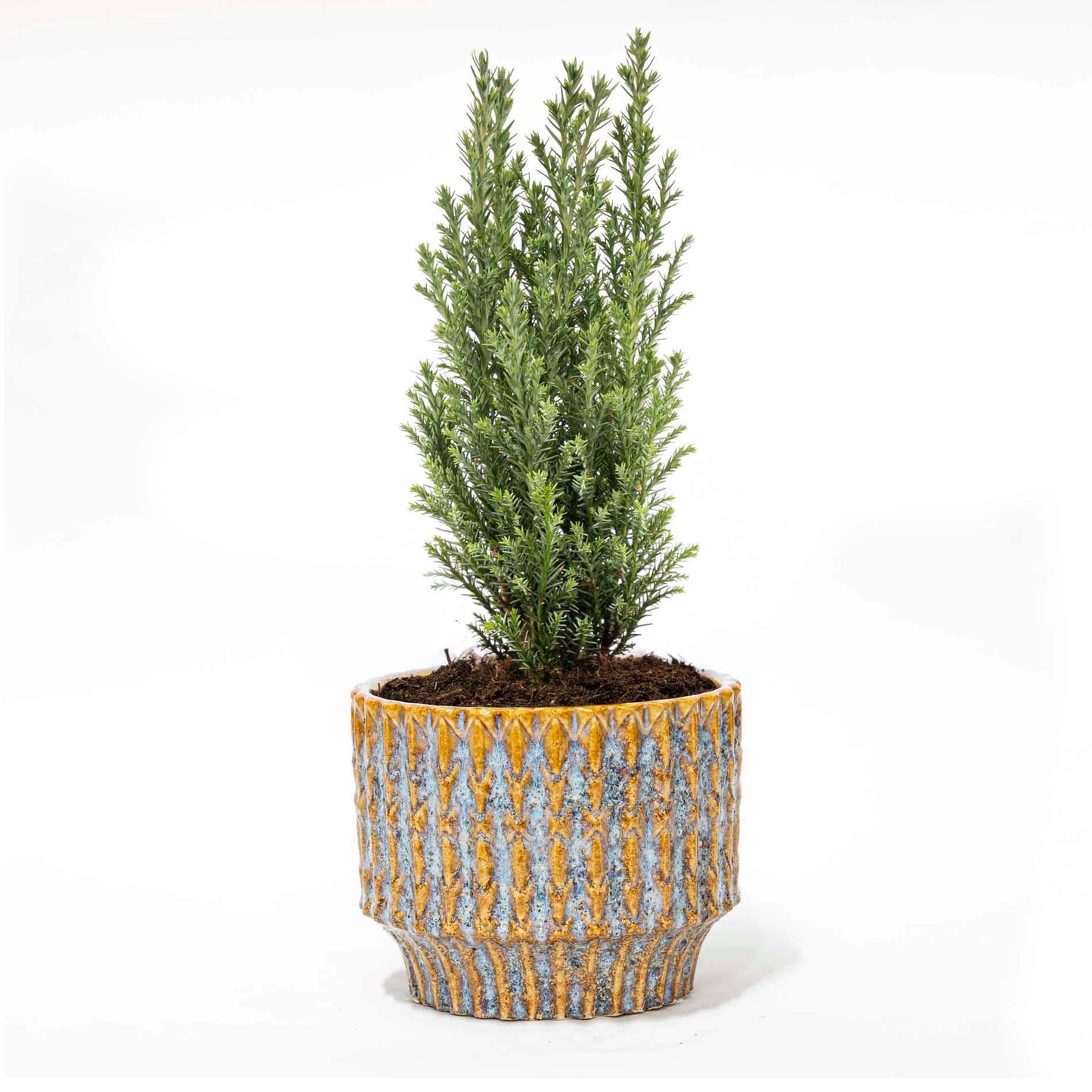 Kerstboom 'Ellwoodii' + Pot Echo - ↕ 25-30 cm