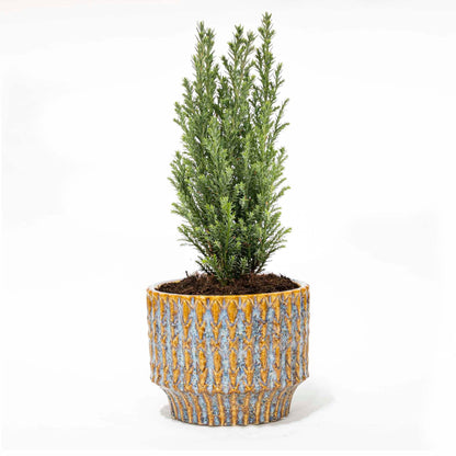 Kerstboom 'Ellwoodii' + Pot Echo - ↕ 25-30 cm