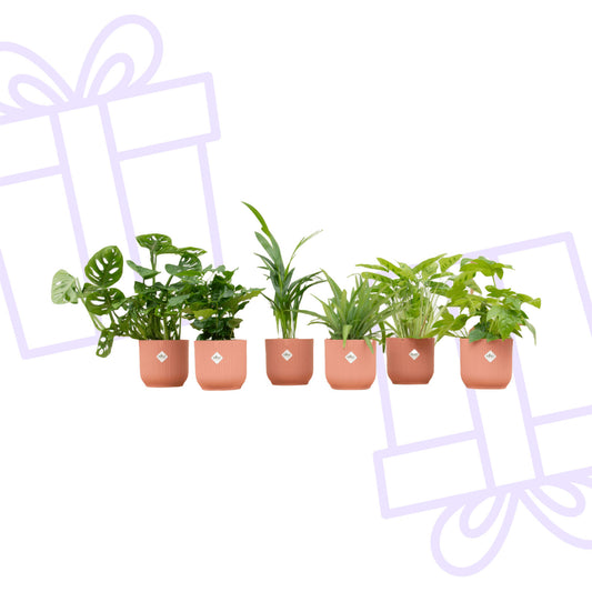Verrassingsbox - 6 planten inclusief elho Vibes Fold Round Ø14 roze