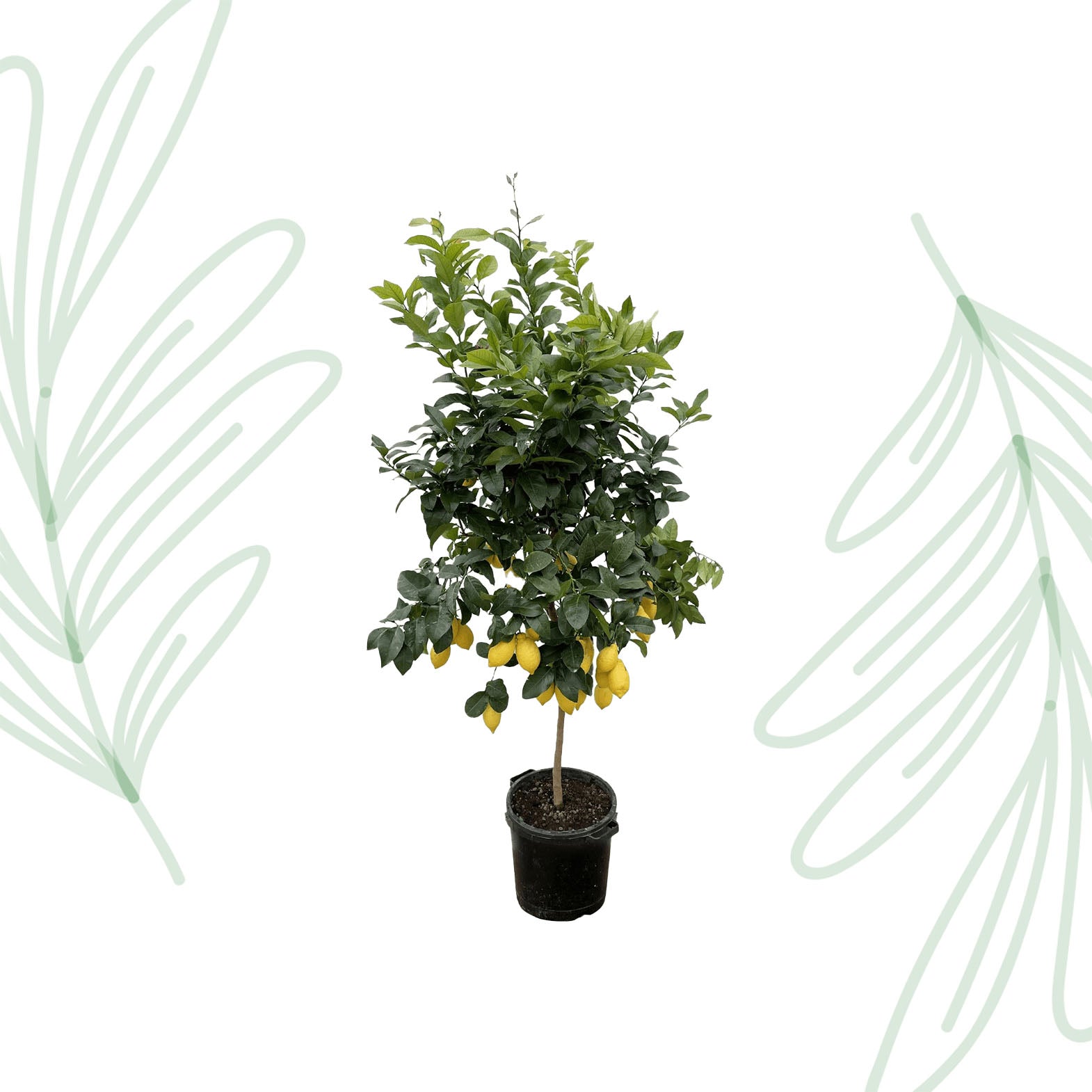 Citrus Lemon - 200 cm - Forest Plants