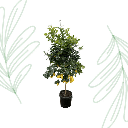 Citrus Lemon - 200 cm - Forest Plants