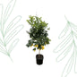 Citrus Lemon - 200 cm - Forest Plants