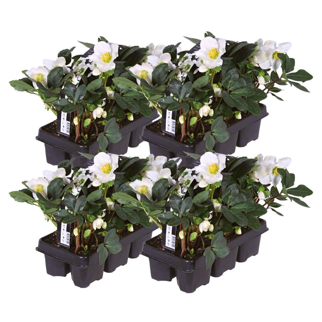 Set van 24 kerstroos planten - Helleborus niger 'Christmas Carol' - Ø 7 cm ↕ 20 cm