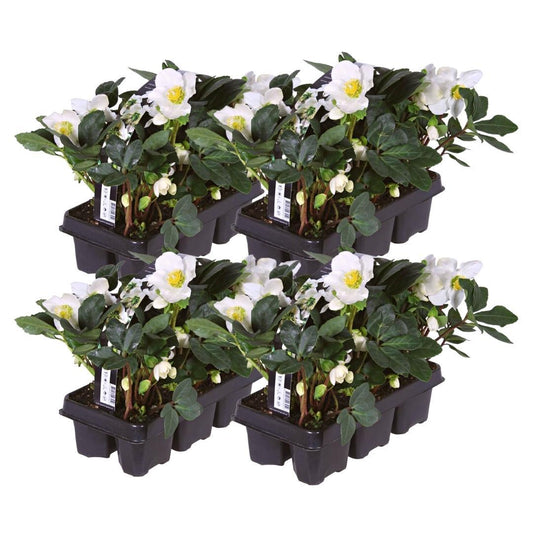 Set van 24 kerstroos planten - Helleborus niger 'Christmas Carol' - Ø 7 cm ↕ 20 cm