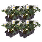 Set van 24 kerstroos planten - Helleborus niger 'Christmas Carol' - Ø 7 cm ↕ 20 cm