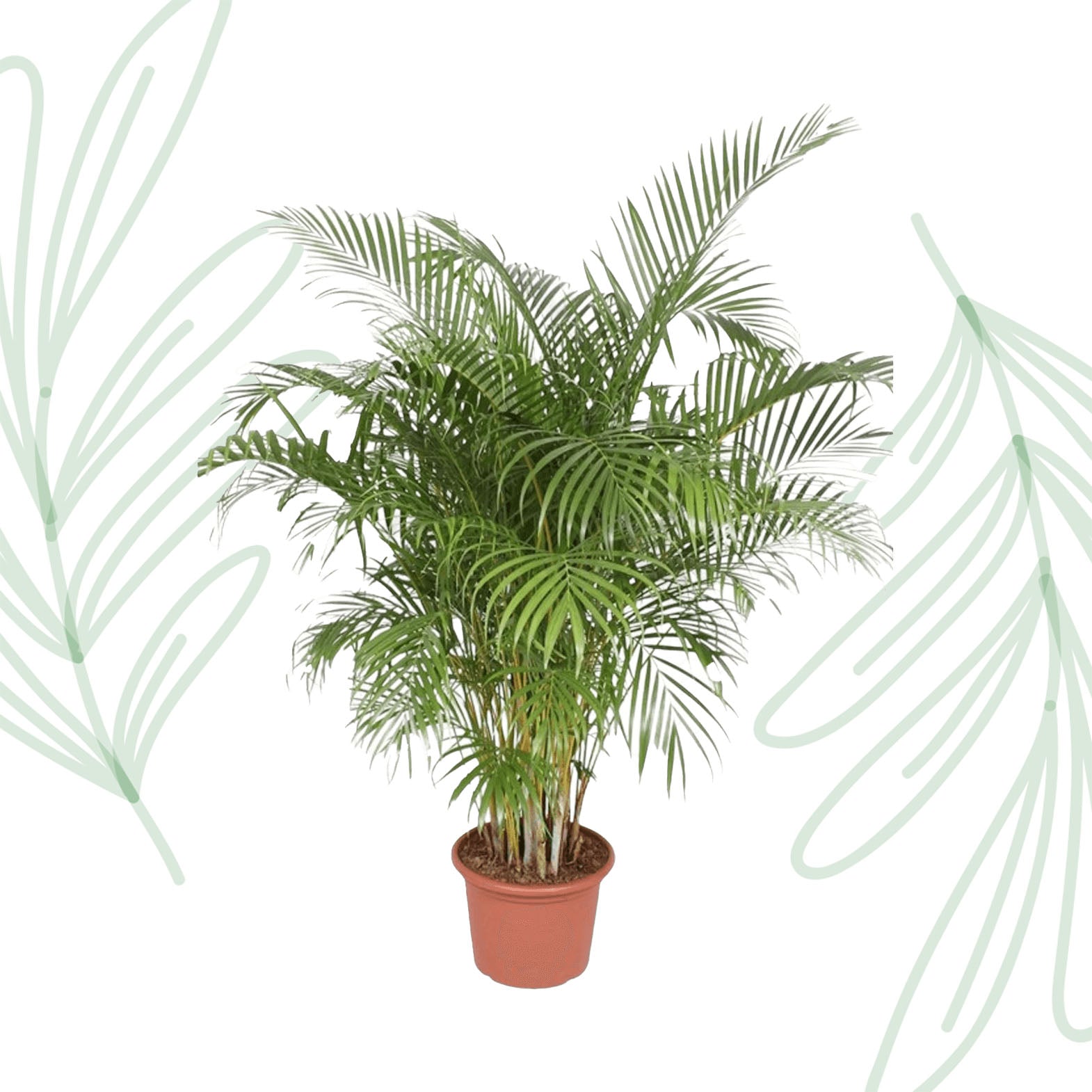 Dypsis Lutescens (Areca Palm) - 200 cm - Forest Plants