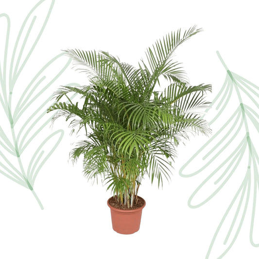 Dypsis Lutescens (Areca Palm) - 200 cm - Forest Plants