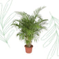 Dypsis Lutescens (Areca Palm) - 200 cm - Forest Plants