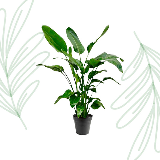 Strelitzia Nicolai - 140-150cm - Forest Plants