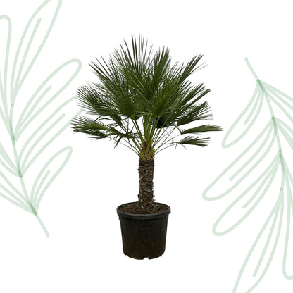 Chamaerops Humilis op stam - 150 cm