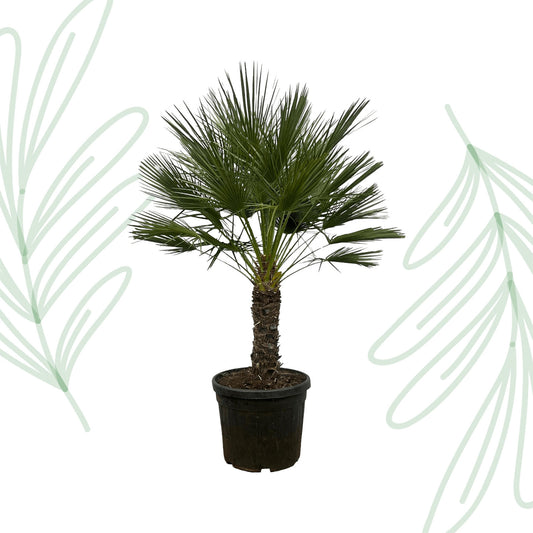 Chamaerops Humilis op stam - 150 cm