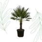 Chamaerops Humilis op stam - 150 cm