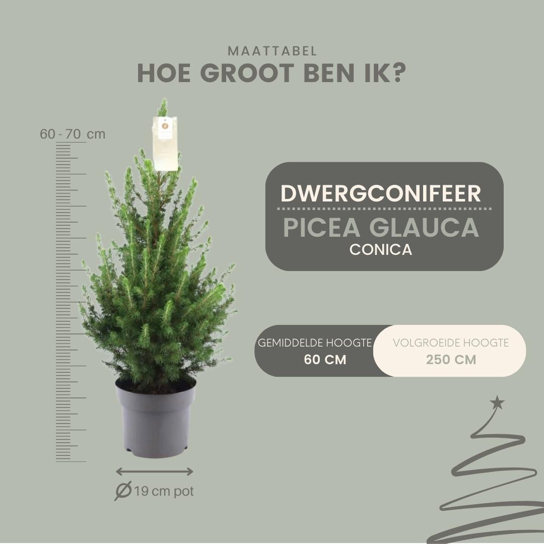 Kleine Kerstboom in pot - Picea glauca Conica - Ø19 cm ↕ 70 cm