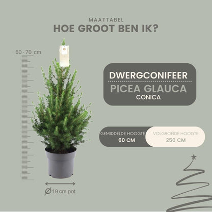 Kleine Kerstboom in pot - Picea glauca Conica - Ø19 cm ↕ 70 cm