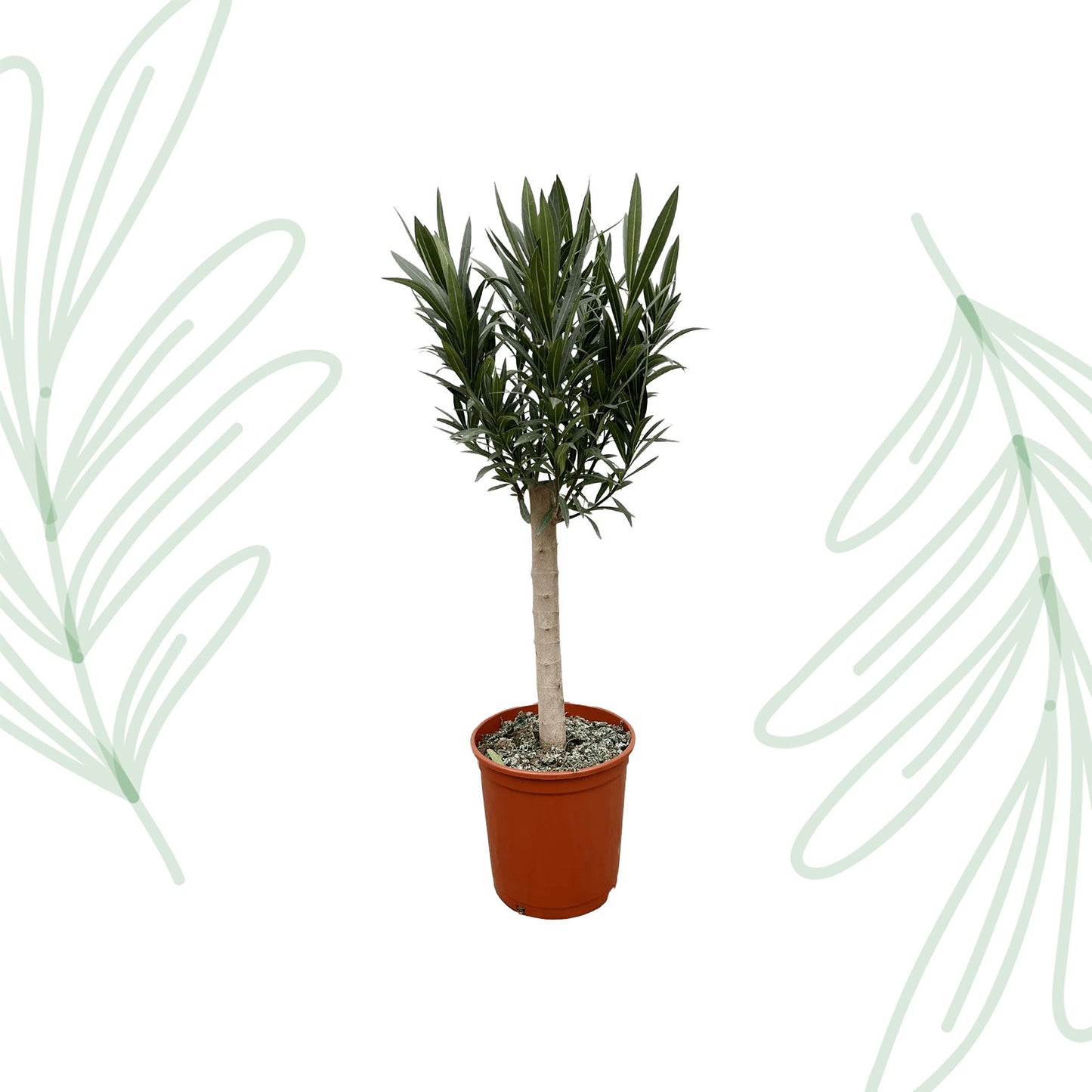 Nerium Oleander op stam met roze bloem - 110 cm - Forest Plants
