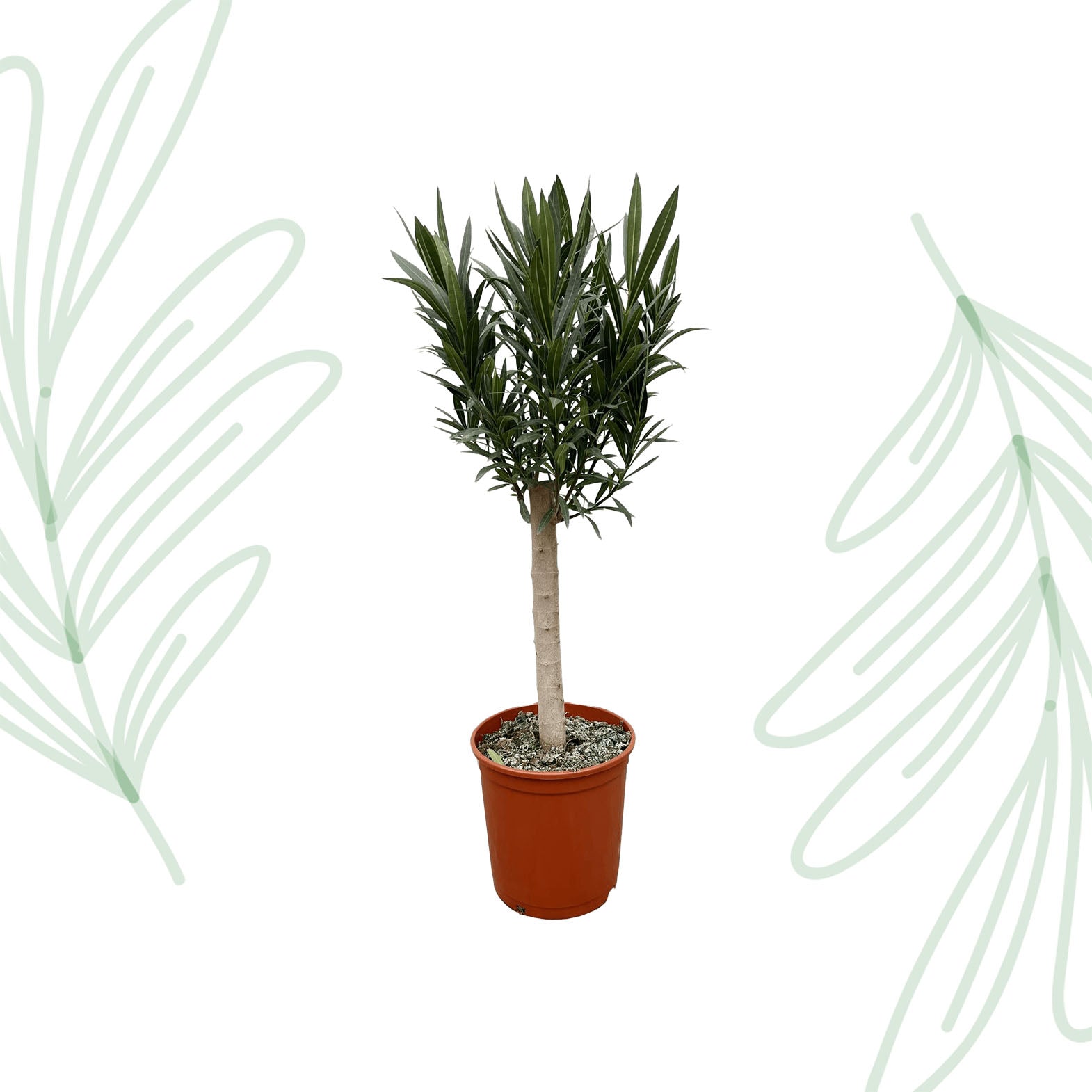 Nerium Oleander op stam met roze bloem - 110 cm - Forest Plants
