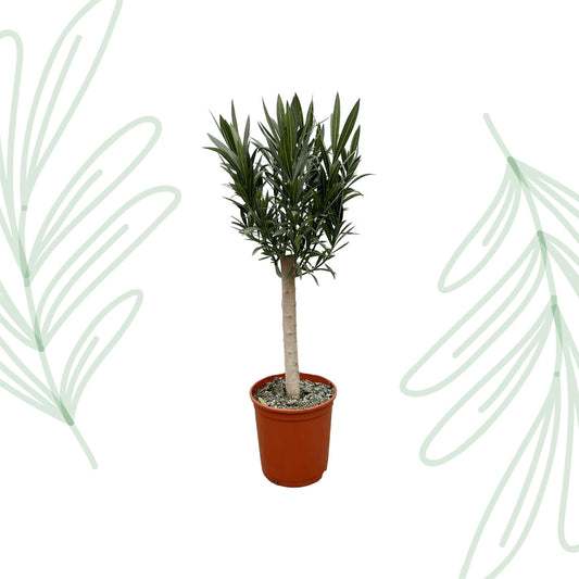 Nerium Oleander op stam met roze bloem - 110 cm - Forest Plants