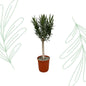 Nerium Oleander op stam met roze bloem - 110 cm - Forest Plants