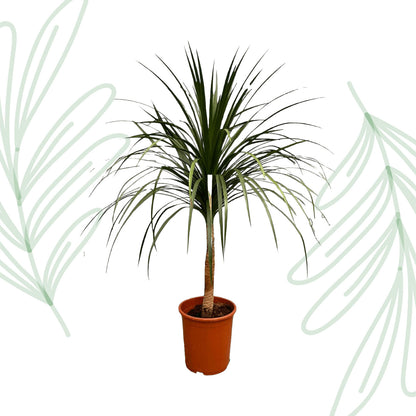 Dracaena Draco - 120 cm