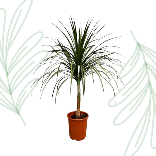 Dracaena Draco - 120 cm