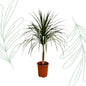 Dracaena Draco - 120 cm