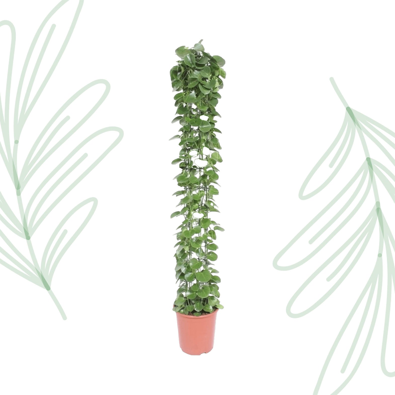 Cissus rotundifolia gaasrek - 160 cm - Forest Plants