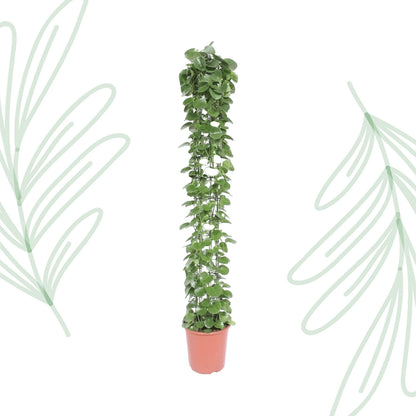 Cissus rotundifolia gaasrek - 160 cm - Forest Plants