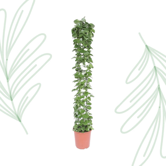 Cissus rotundifolia gaasrek - 160 cm - Forest Plants