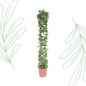 Cissus rotundifolia gaasrek - 160 cm - Forest Plants