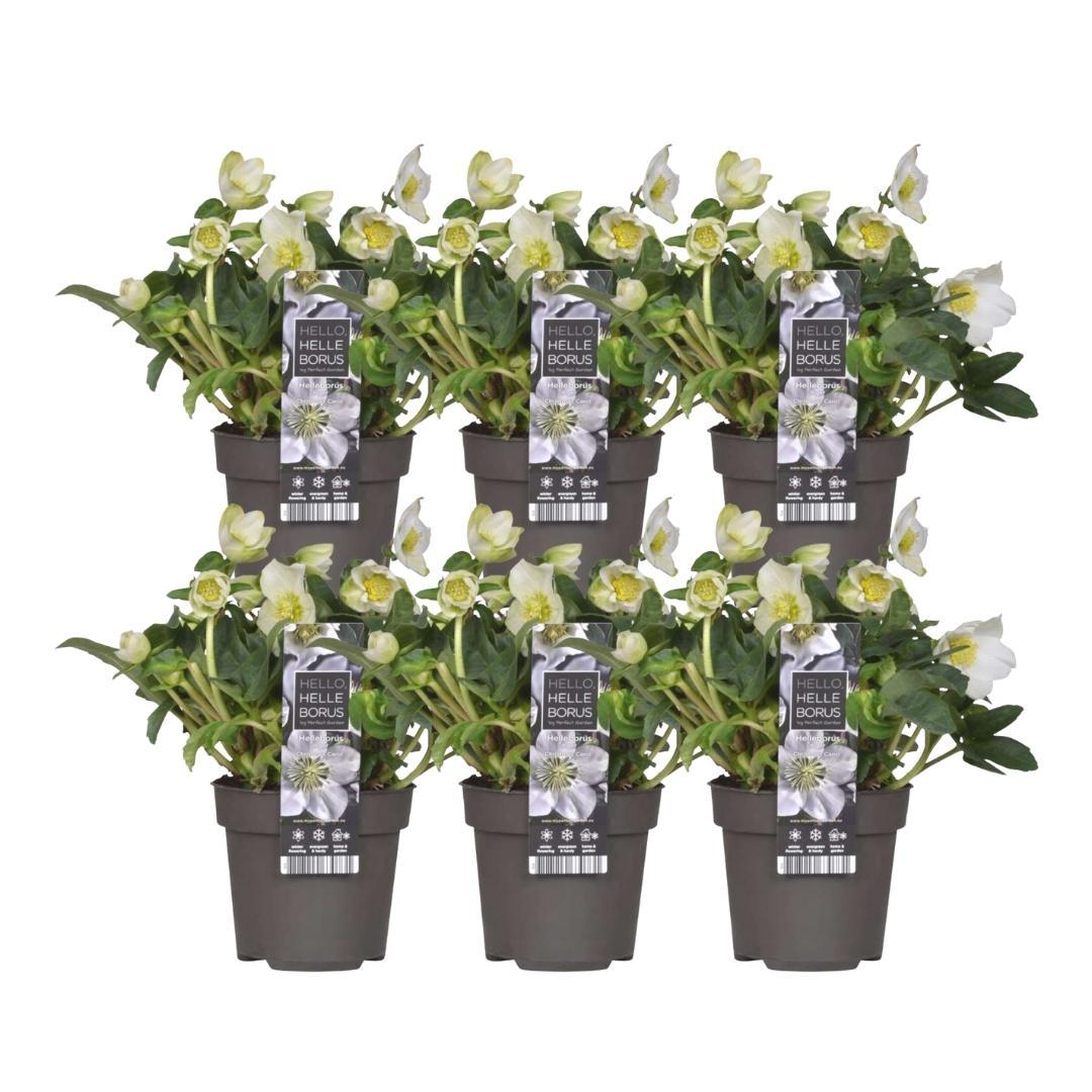 6x Helleborus niger 'Christmas Carol' - Ø 12 cm ↕ 20 cm