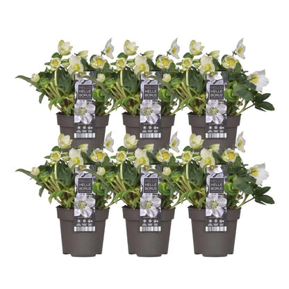 6x Helleborus niger 'Christmas Carol' - Ø 12 cm ↕ 20 cm