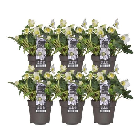 6x Helleborus niger 'Christmas Carol' - Ø 12 cm ↕ 20 cm