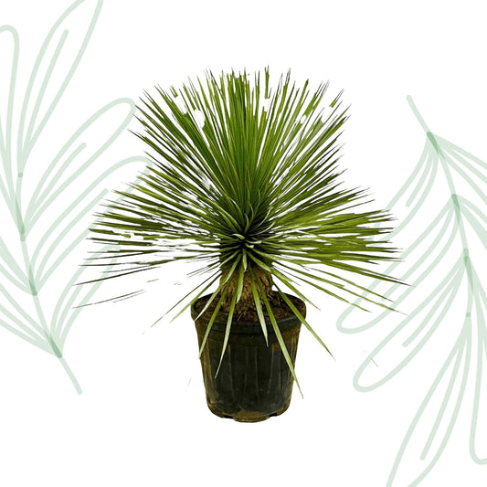 Yucca Rostrata op stam - 70 cm