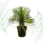 Yucca Rostrata op stam - 70 cm