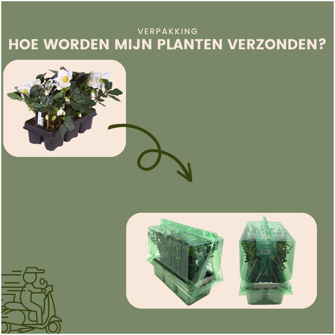 Set van 48 kerstroos planten - Helleborus niger 'Christmas Carol' - Ø 7 cm ↕ 20 cm
