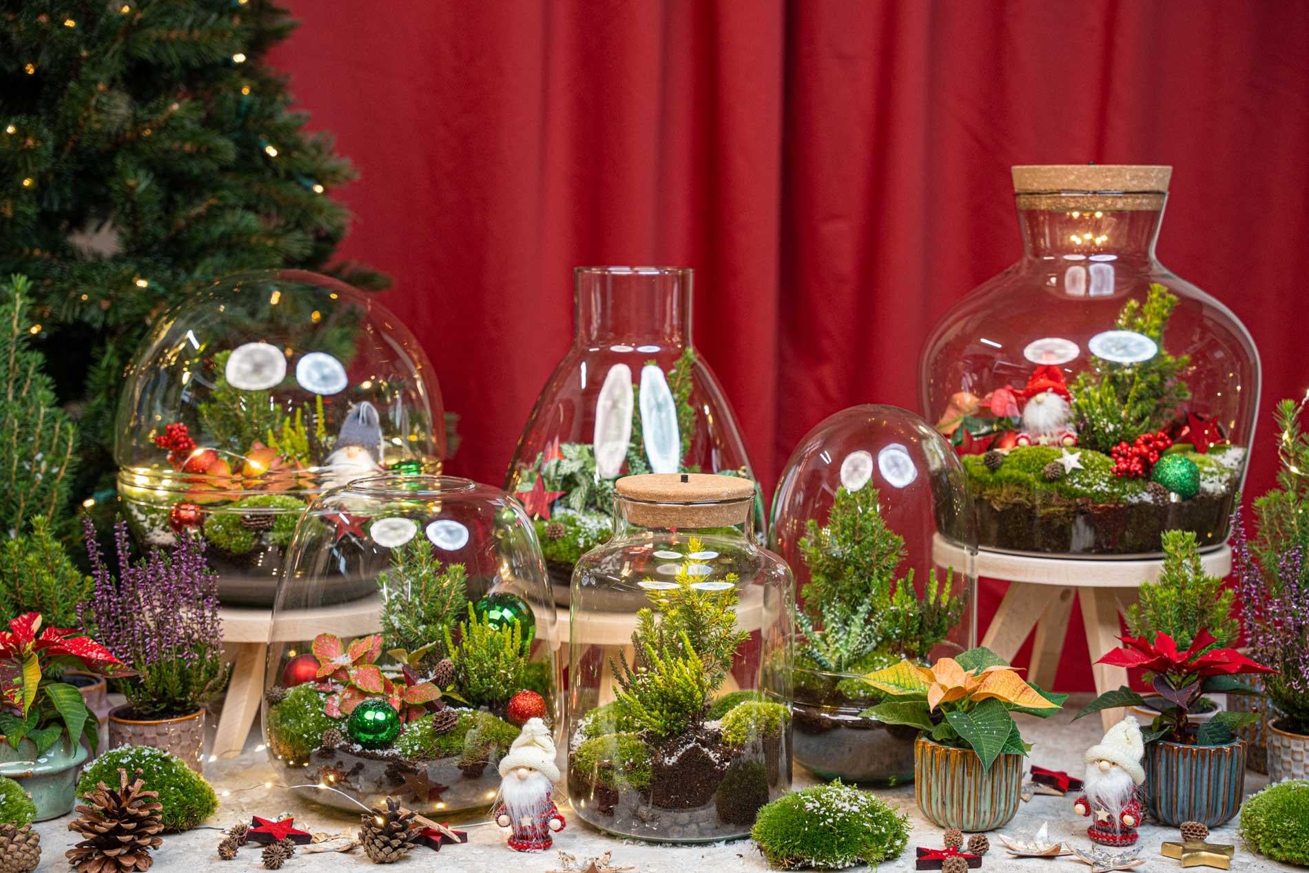 Berry Christmas terrarium - Planten terrarium DIY kit Christmas - Ø 19 cm ↕ 20 cm