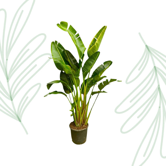 Strelitzia Augusta multi stam XXL - 250 cm