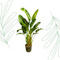 Strelitzia Augusta multi stam XXL - 250 cm