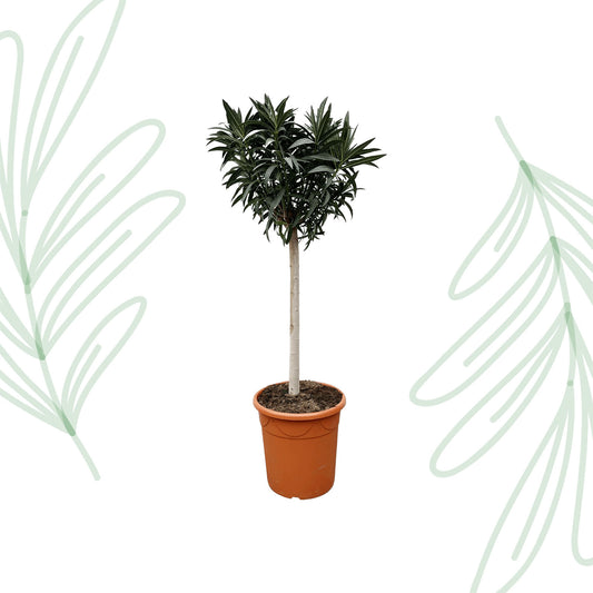 Nerium Oleander op stam met roze bloem - 200 cm