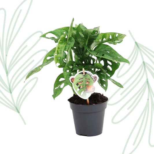 Monstera obliqua 'Monkey Leaf' - 25 cm