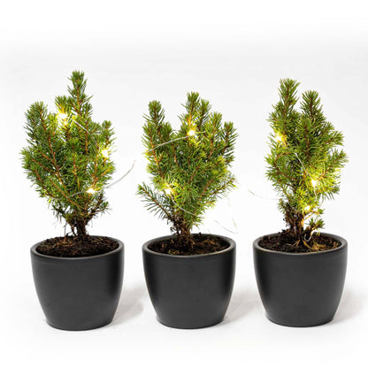 Mini-kerstboom set 3 - inclusief Boule Antraciet pot + 20 LED-lichtjes