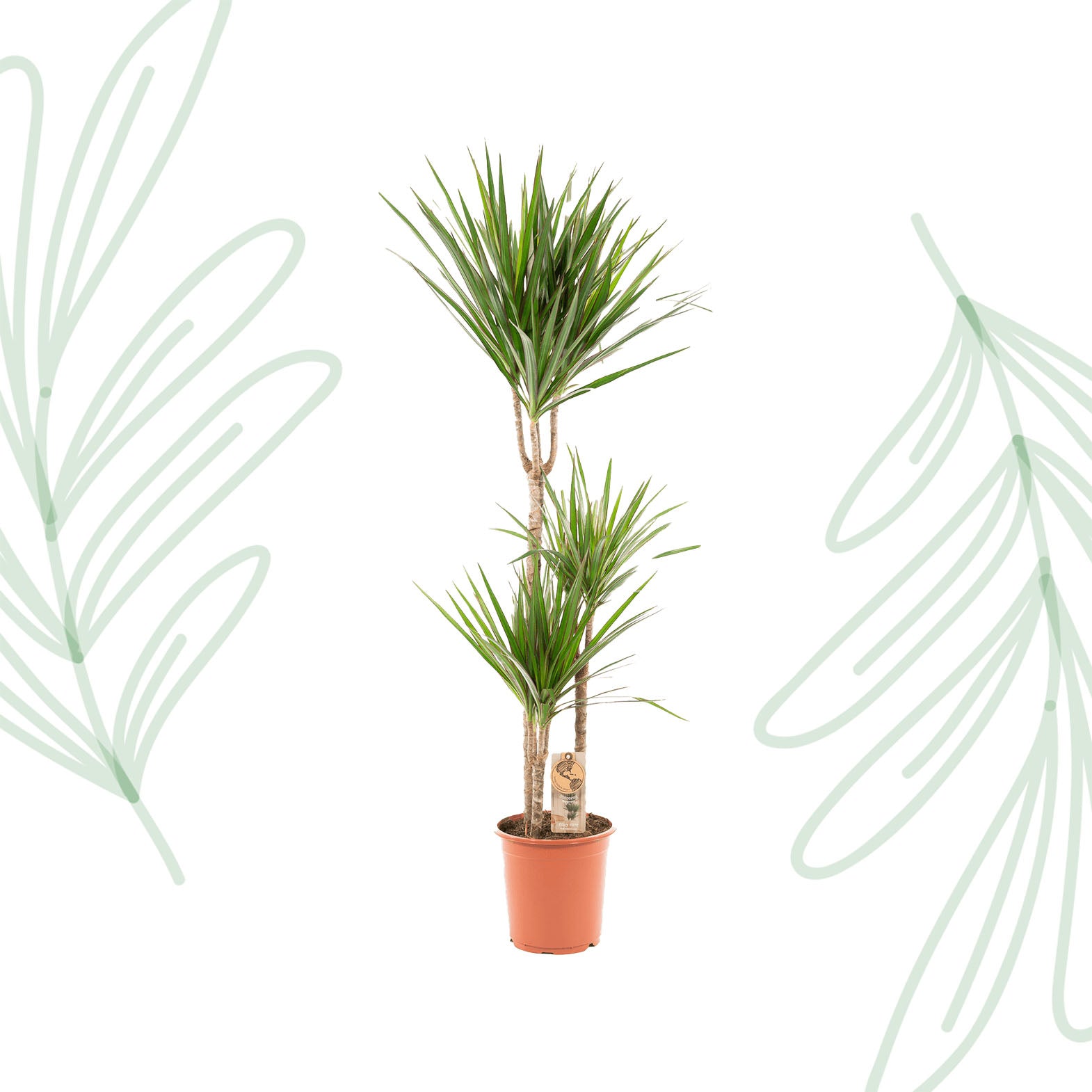 Dracaena Marginata - 120 cm - Forest Plants