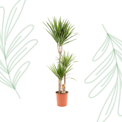 Dracaena Marginata - 120 cm - Forest Plants