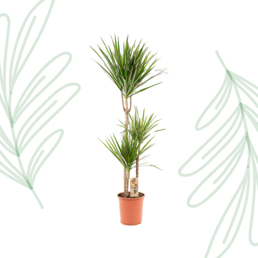 Dracaena Marginata - 120 cm - Forest Plants