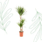 Dracaena Marginata - 120 cm - Forest Plants