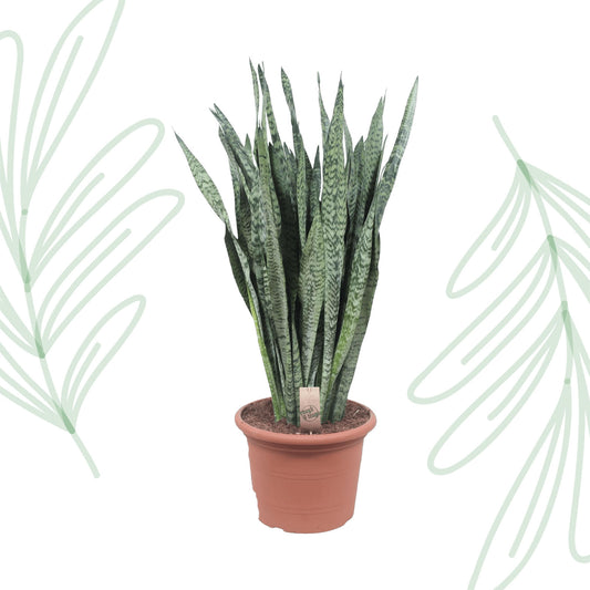 Sansevieria Zeylenica - 110 cm - Forest Plants
