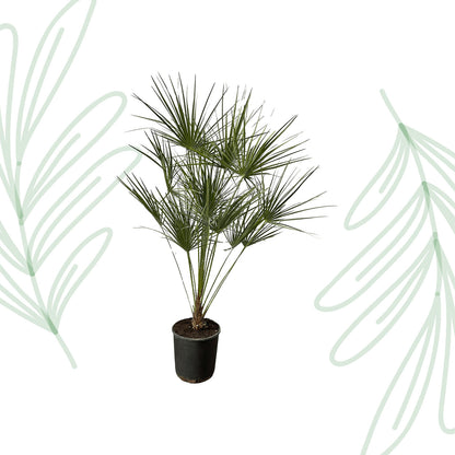 Chamaerops Humilis op stam - 160 cm