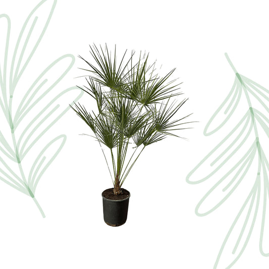 Chamaerops Humilis op stam - 160 cm